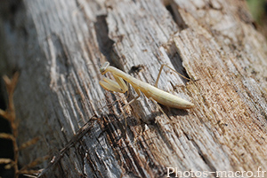 Mantis religiosa